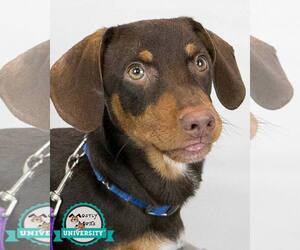 Dachshund Dogs for adoption in Kennesaw, GA, USA