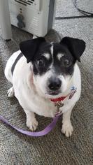 Rat Terrier Dogs for adoption in Dedham, MA, USA