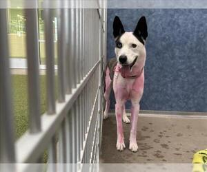 Siberian Husky Dogs for adoption in Fort Collins, CO, USA