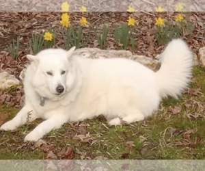 - Mix Dogs for adoption in Thomasville, NC, USA