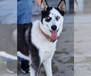 Siberian Husky Dogs for adoption in Bakersfield, CA, USA