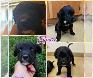 Border Collie-Unknown Mix Dogs for adoption in Blacksburg, SC, USA