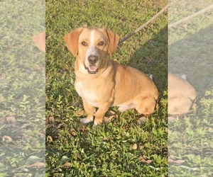 Basset Hound Dogs for adoption in New Orleans, LA, USA