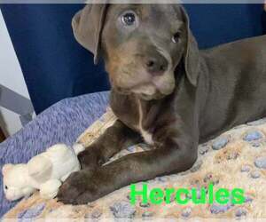 Labrador Retriever-Unknown Mix Dogs for adoption in Sheboygan, WI, USA