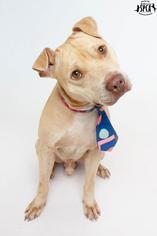 Medium Photo #1 Staffordshire Bull Terrier-Unknown Mix Puppy For Sale in Jefferson, LA, USA