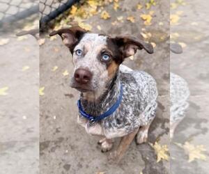 Medium Photo #1 Bluetick Coonhound-Unknown Mix Puppy For Sale in Tulsa, OK, USA
