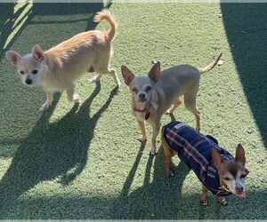 Chihuahua-Unknown Mix Dogs for adoption in Tempe , AZ, USA