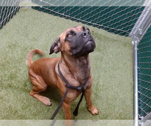 Mastiff-Unknown Mix Dogs for adoption in Downey, CA, USA