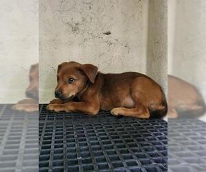 American Staffordshire Terrier-Unknown Mix Dogs for adoption in San Antonio, TX, USA