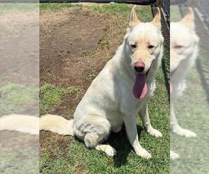 German Shepherd Dog Dogs for adoption in Riverside, CA, USA