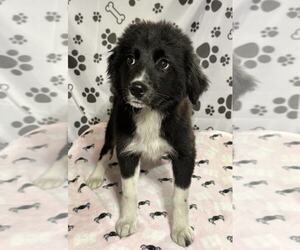 Borador Dogs for adoption in SHERBURNE, NY, USA