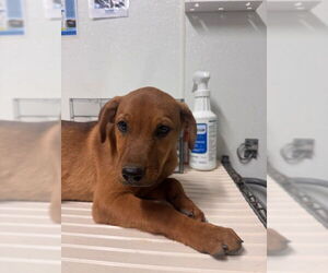 Labrador Retriever-Unknown Mix Dogs for adoption in Bakersfield, CA, USA