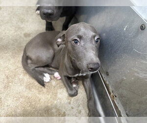 Mutt Dogs for adoption in San Bernardino, CA, USA