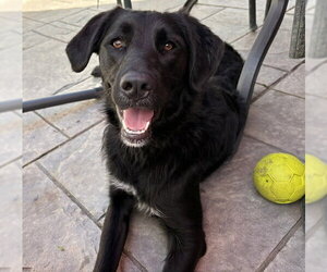 Retriever -Unknown Mix Dogs for adoption in Plainfield, IL, USA