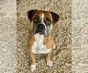 Boxer Dogs for adoption in Austin, TX, USA