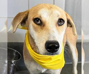 Labrador Retriever-Unknown Mix Dogs for adoption in San Antonio, TX, USA