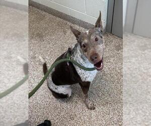 Boxer-Unknown Mix Dogs for adoption in Pueblo, CO, USA