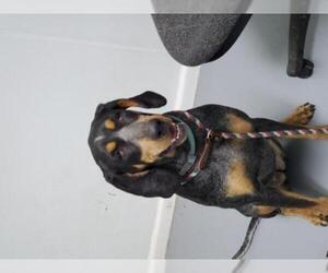 Bluetick Coonhound Dogs for adoption in Troy, IL, USA
