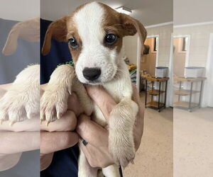 Catahoula Leopard Dog Dogs for adoption in Albemarle, NC, USA