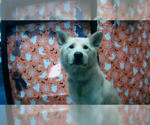 German Shepherd Dog-Unknown Mix Dogs for adoption in Tulsa, OK, USA