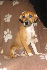 Chiweenie Dogs for adoption in Benton, AR, USA