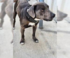 American Pit Bull Terrier-Unknown Mix Dogs for adoption in Lodi, CA, USA