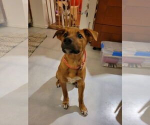Black Mouth Cur-Unknown Mix Dogs for adoption in Fort Collins, CO, USA