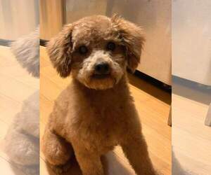 Poodle (Toy) Dogs for adoption in San Pablo, CA, USA
