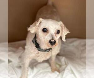 Poodle (Miniature) Dogs for adoption in Freeport, FL, USA