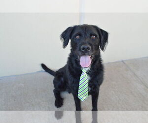 Poodle (Standard)-Unknown Mix Dogs for adoption in McKinney, TX, USA