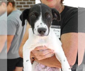 Mutt Dogs for adoption in Washington, DC, USA