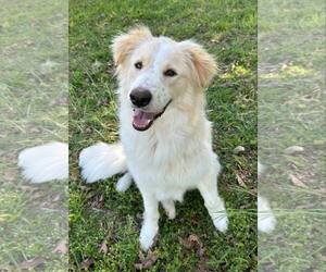 Collie-Great Pyrenees Mix Dogs for adoption in Wakefield, RI, USA