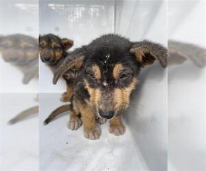 German Shepherd Dog-Unknown Mix Dogs for adoption in Houston, TX, USA