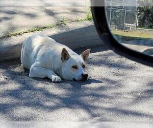 Siberian Husky-Unknown Mix Dogs for adoption in San Antonio, TX, USA