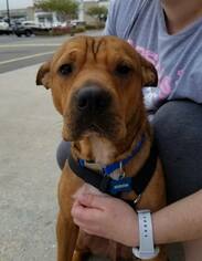 Chinese Shar-Pei-Unknown Mix Dogs for adoption in Abbeville, LA, USA