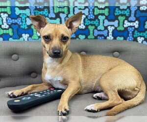 Chiweenie Dogs for adoption in Arcadia, FL, USA