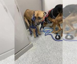 German Shepherd Dog Dogs for adoption in Pasadena, TX, USA