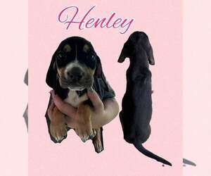 Basset Hound-Unknown Mix Dogs for adoption in Deepwater, NJ, USA