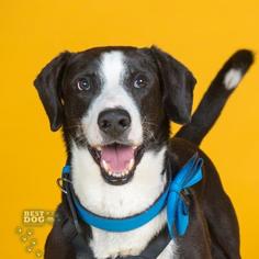 Labrador Retriever-Unknown Mix Dogs for adoption in Northbrook, IL, USA