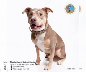 American Pit Bull Terrier Dogs for adoption in Mobile, AL, USA