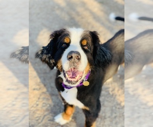 Bernese Mountain Dog Dogs for adoption in Seal Beach, CA, USA