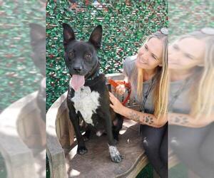 Borador Dogs for adoption in Santa Maria, CA, USA