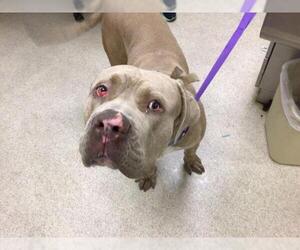 Mutt Dogs for adoption in Riverside, CA, USA