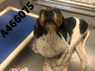 Treeing Walker Coonhound Dogs for adoption in San Antonio, TX, USA