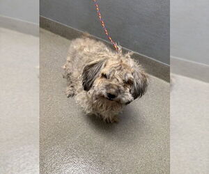 Maltese-Unknown Mix Dogs for adoption in Las Vegas, NV, USA