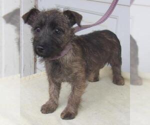 Cairn Terrier Dogs for adoption in Birch Tree, MO, USA