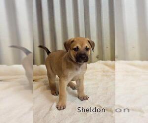 Shepradors Dogs for adoption in Valparaiso, IN, USA