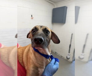 Beagle-Unknown Mix Dogs for adoption in San Bernardino, CA, USA