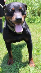 Rottweiler Dogs for adoption in Hillsdale, IN, USA