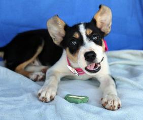 Medium Photo #1 Border Collie-Unknown Mix Puppy For Sale in Arlington, TX, USA